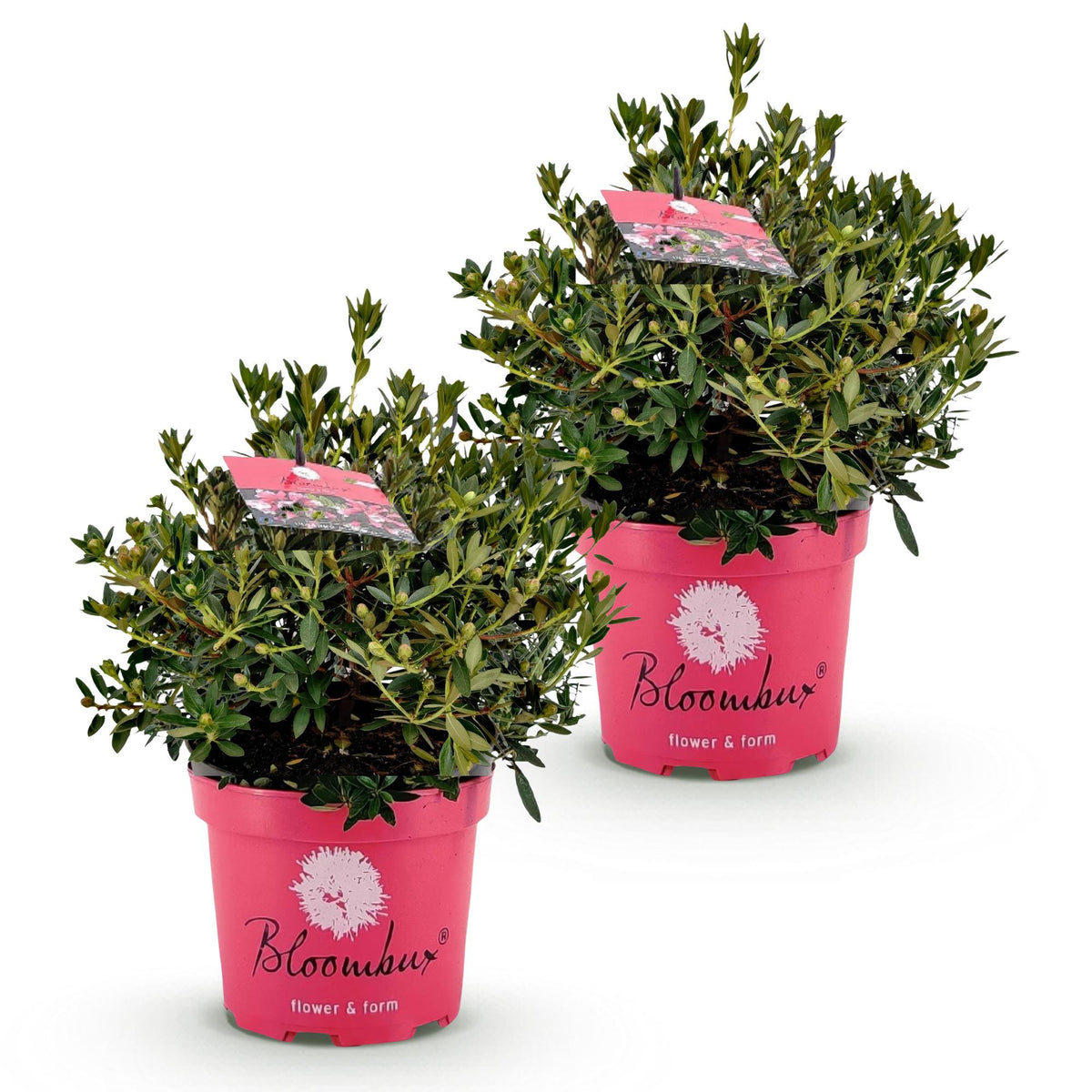 Green boutiQ - Zwerg-Rhododendron - Rhododendron Bloombux Magenta - Blühende Buxus - Wenig Pflege - Rosa Blüte - 2 Pflanzen - Topf 23cm - Höhe 45-55cm 