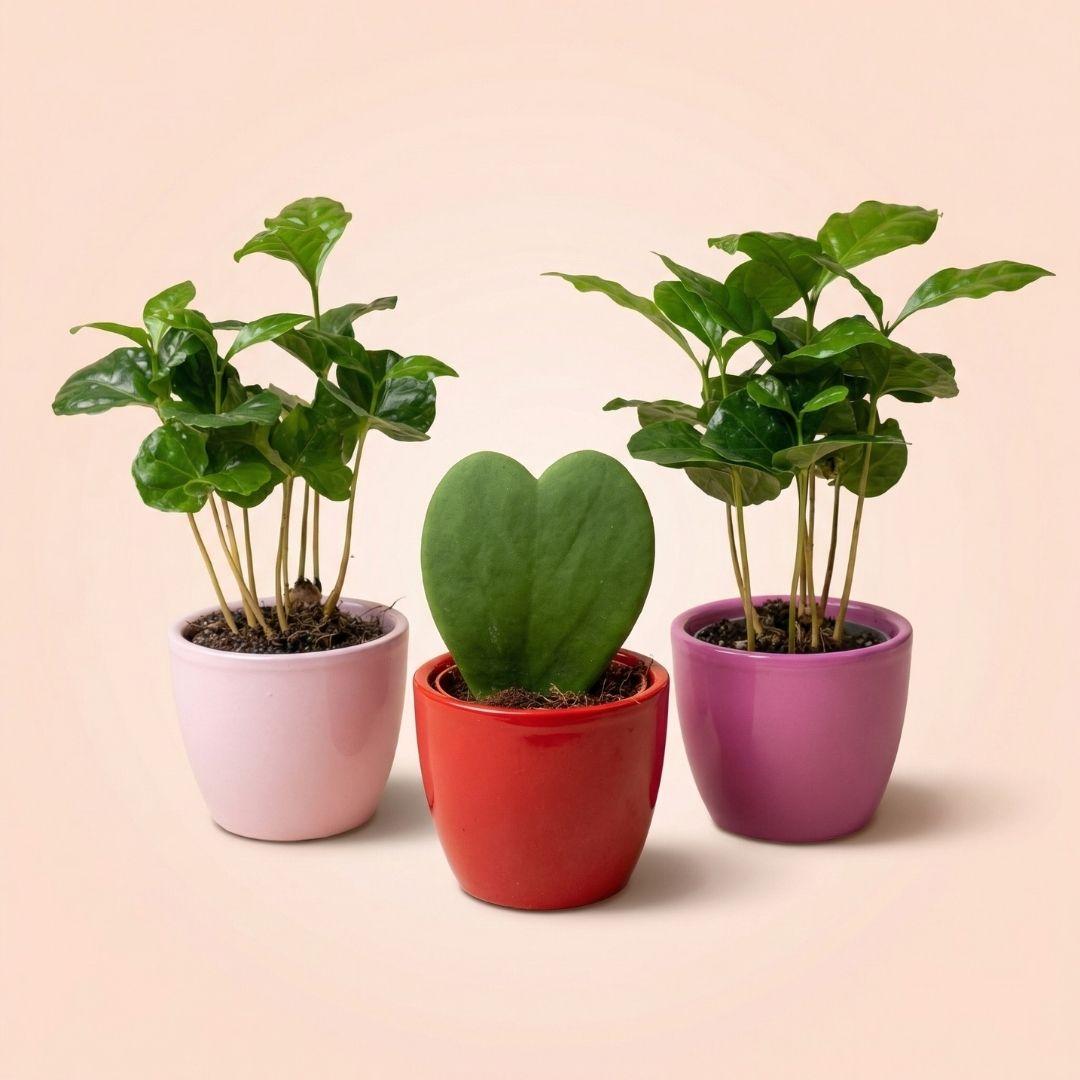 Pflanzen set von 3 mit mini topf - Love - Coffea Arabica - rosa/rot - Ø 6 cm 