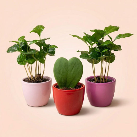 Pflanzen set von 3 mit mini topf - Love - Coffea Arabica - rosa/rot - Ø 6 cm 
