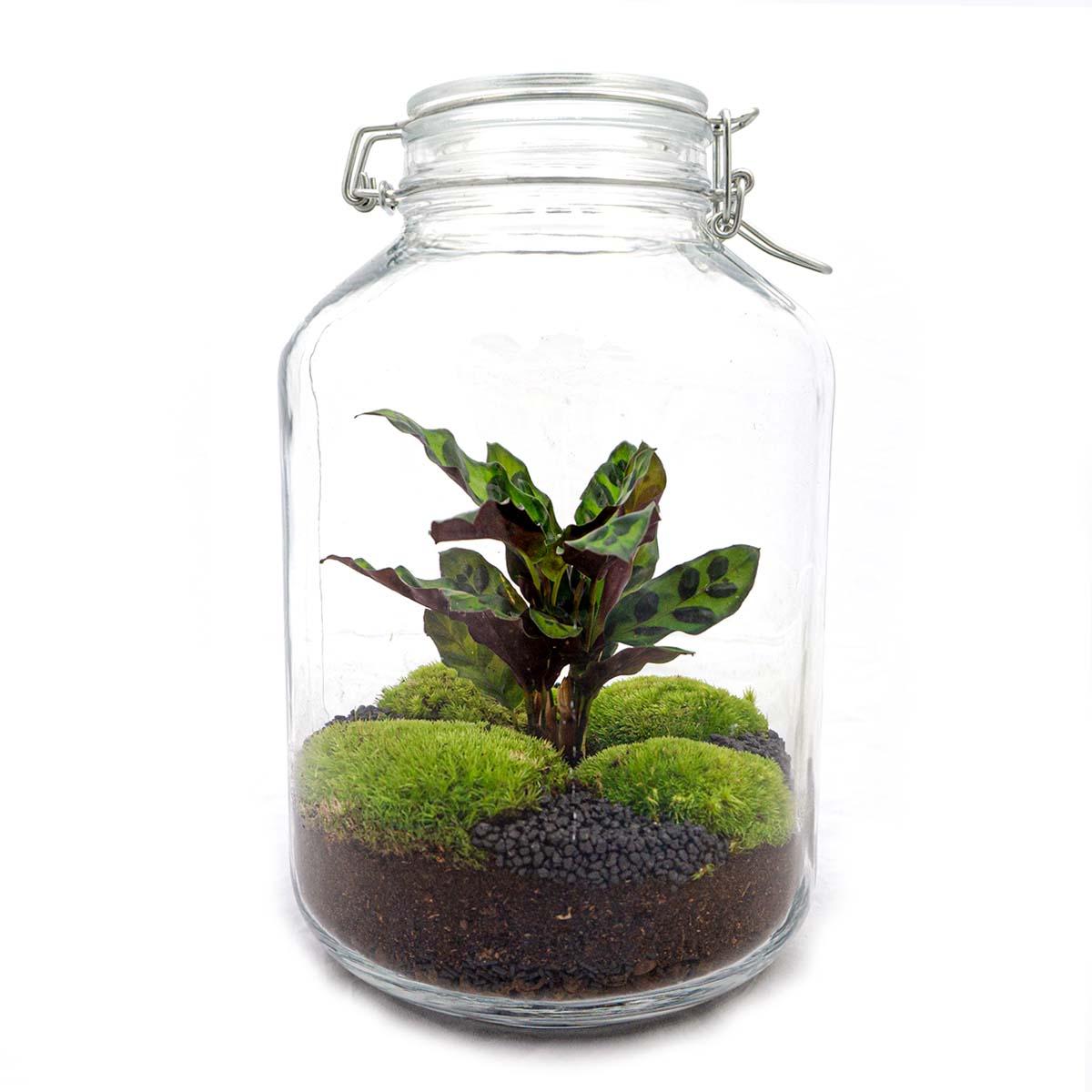 Flaschengarten Calathea – DIY Bausatz Terrarium – ↕28cm – Do-It-Yourself Pflanzen-Set im Glas mit Korkdeckel – Autarkes Mini-Ökosystem – Inkl. Calathea & Moos – Für Wohnung & Büro 