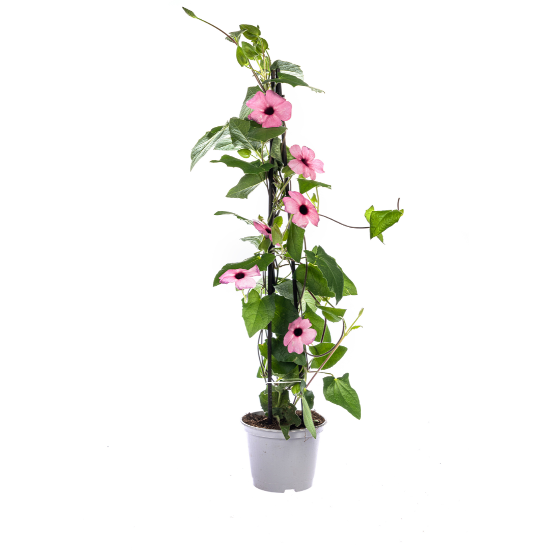 Schwarzäugige Susanne - Thunbergia alata Sunny Susy Rose Sensation - Ø13 cm - ↕60 cm - 4 Pflanzen 