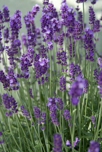 Lavendel Lavandula angustifolia 'Dwarf Blue' – ↕10-25cm – Ø9cm – 6 Pflanzen – Zwerglavendel, Duftend, Silbergrünes Laub, Bienenfreundlich, Winterhart 