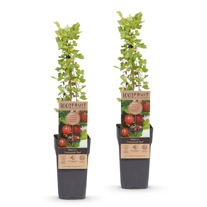 Green boutiQ - Fruit Plant - Ribes uva-crispa Hinnonmäki Röd - Gooseberry - Hardy - Red Currant - 2 Plants - Pot 15cm - Height 50cm 