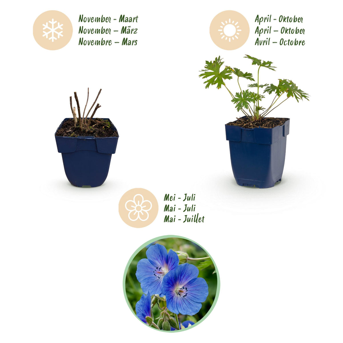 Storchschnabel 'Johnson' – Geranium 'Johnson's Blue' – Topf Ø11cm – Ansicht 4