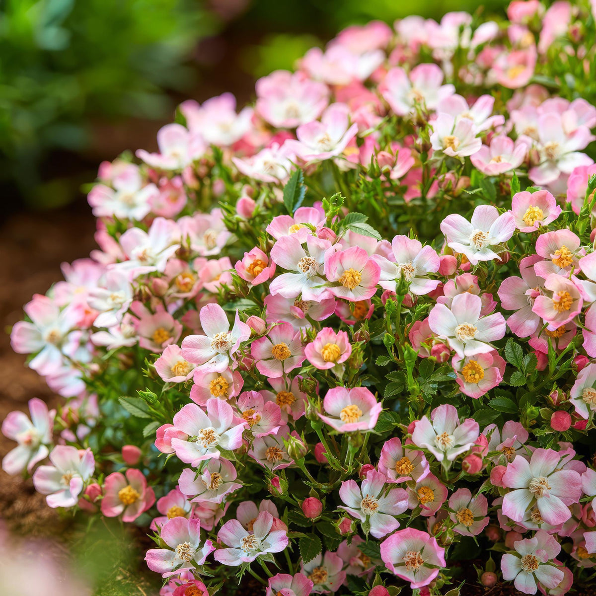 Gartenrose Rosa Cutie Pie 3er Set – winterhart rosa – Duftrose im Topf 12cm – Höhe 20-25cm – kompakter Rosenstrauch 30-40cm – lange Blüte für Beet, Hecke, Balkon & Terrasse 