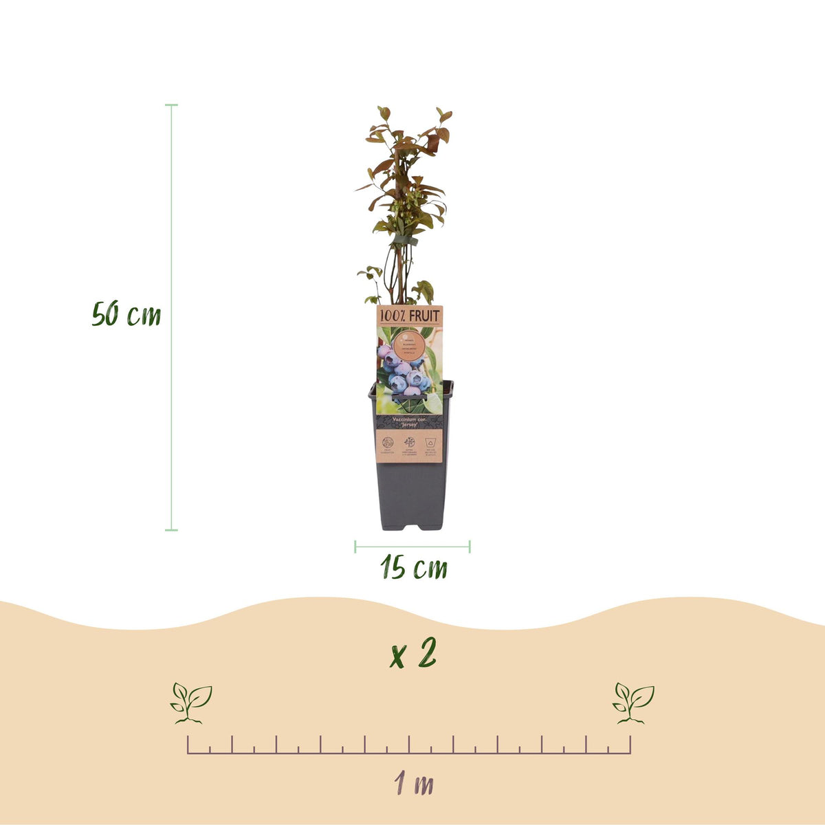 Green boutiQ - Fruit plant - Vaccinium corymbosum Jersey - Blueberry - Hardy - Blue Berry - 2 Plants - Pot 15cm - Height 50cm 