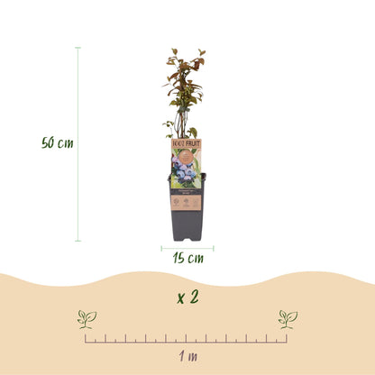 Green boutiQ - Fruit plant - Vaccinium corymbosum Jersey - Blueberry - Hardy - Blue Berry - 2 Plants - Pot 15cm - Height 50cm 