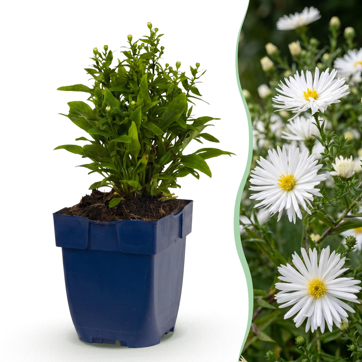 Kissenaster 'Schneekissen' – Aster dumosus Schneekissen – Ø11cm – Bienenfreundliche Staude für Garten & Balkon