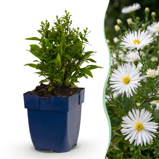 Kissenaster 'Schneekissen' – Aster dumosus Schneekissen – Ø11cm – Bienenfreundliche Staude für Garten & Balkon
