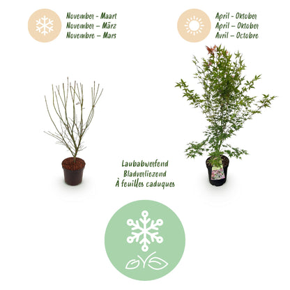Green boutiQ - Gartenpflanze - Acer palmatum Phoenix - Japanischer Ahorn - Laubabwerfend - Grün - Rot - 1 - Topf 26cm - Höhe 90cm 