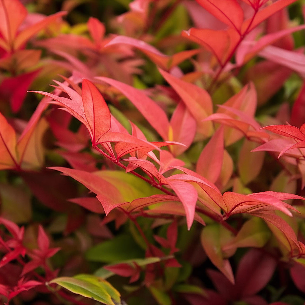 GreenboutiQ - Gartenpflanze - Nandina Gulfstream - Orange - 1 Pflanze - Immergrün - Pflegeleicht - Topf 17cm Höhe 45cm 