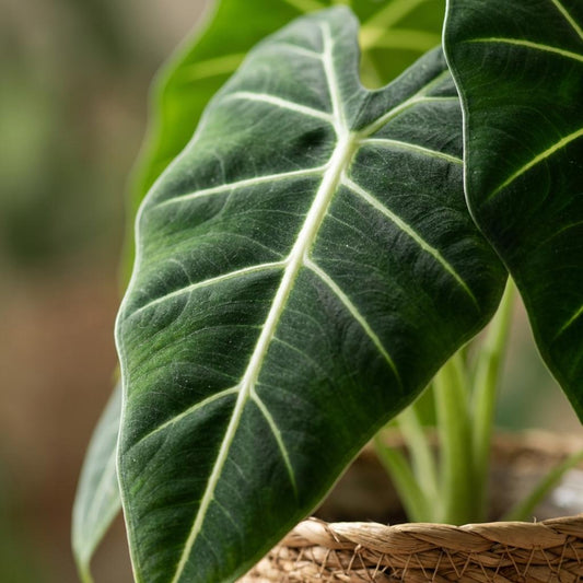 Green boutiQ - Zimmerpflanze - Elefantenohr - Alocasia Frydek - Grün - Pflegeleicht - 1 Pflanze - mit Korb - Topf 19cm - Höhe 60cm 