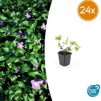 Großes Immergrün Vinca major – ↕10-25cm – Ø9cm – Immergrüner Bodendecker mit violett – blauen Blüten – Ansicht 14