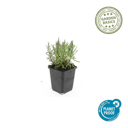 Lavendel Lavandula angustifolia 'Munstead' – ↕10-25cm – Ø9cm – 6 Pflanzen – Kompakter Duft-Lavendel, Tiefviolette Blüten, Bienenfreundlich, Winterhart, Pflegeleicht 