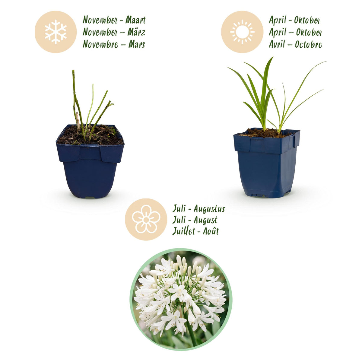 Weiße Schmucklilie – Agapanthus africanus 'Albus' – Topf Ø11cm – Bienenfreundliche Staude für Garten & Balkon – Ansicht 4