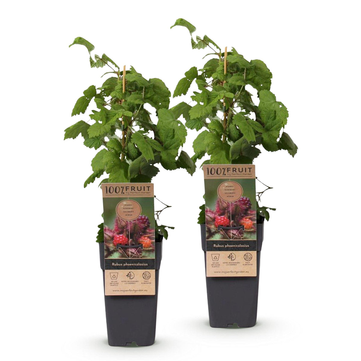 Green boutiQ - Fruit Plant - Rubus phoenicolasius - Japanese Wine Berry - Hardy - Bright Red Raspberry - 2 Plants - Pot 15cm - Height 50cm 