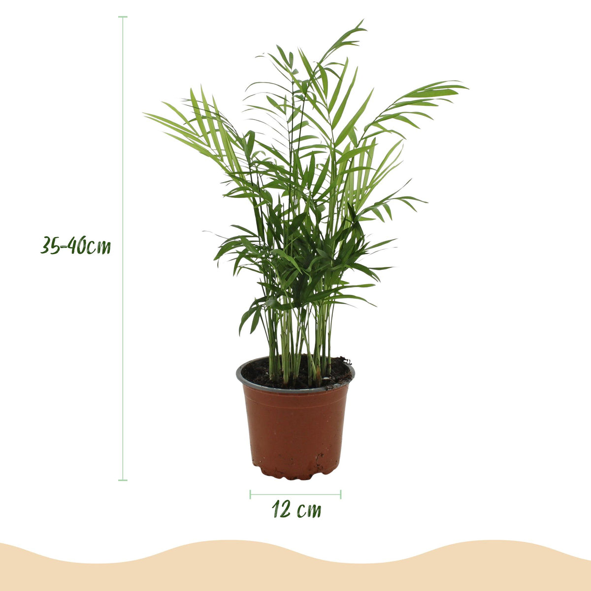 Green boutiQ - Zimmerpflanze - Chamaedorea elegans - Goldpalme - Haustierfreundliche Pflanze - Grün - 1 Pflanze - mit Potter Weiß - Topf 12cm - Höhe 15cm 