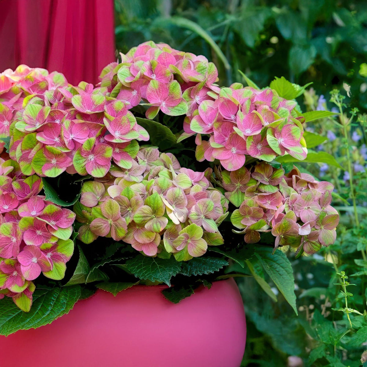 Hortensie Magical Green Fire – Hydrangea macrophylla – Rosa-Grün – Balkonpflanze – Im 23 cm Topf – Ca. 55 cm hoch – 6–10 Blüten – Für Balkon, Terrasse & Beet – Farbwechselnde Blüte – Pflegeleicht 