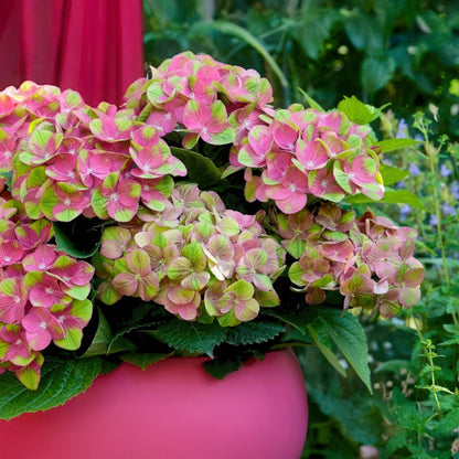 Hortensie Magical Green Fire – Hydrangea macrophylla – Rosa-Grün – Balkonpflanze – Im 23 cm Topf – Ca. 55 cm hoch – 6–10 Blüten – Für Balkon, Terrasse & Beet – Farbwechselnde Blüte – Pflegeleicht 