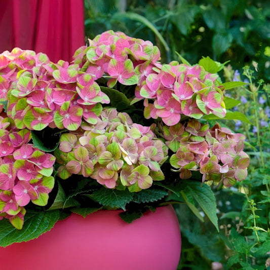 Hortensie Magical Green Fire – Hydrangea macrophylla – Rosa-Grün – Balkonpflanze – Im 23 cm Topf – Ca. 55 cm hoch – 6–10 Blüten – Für Balkon, Terrasse & Beet – Farbwechselnde Blüte – Pflegeleicht 