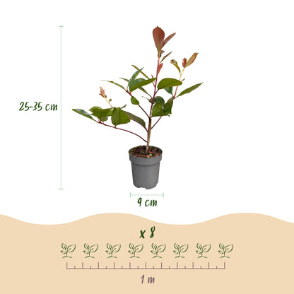 Glanzmispel 'Red Robin' – Photinia fraseri 'Red Robin' – 16 Heckenpflanzen – Topf Ø9cm – Höhe 25-35cm – Ansicht 4