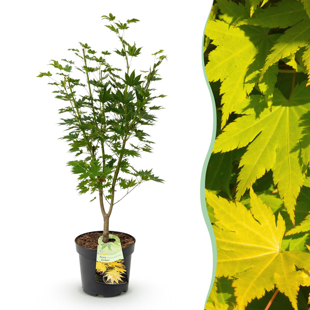 Green boutiQ - Gartenpflanze - Acer palmatum Jordan - Japanischer Ahorn - Laubabwerfend - Gelb - 1 - Topf 26cm - Höhe 90cm 