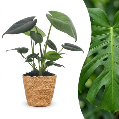 Fensterblatt – Monstera deliciosa – Topf Ø12cm – Höhe 30cm – mit Korb – Dekorative Zimmerpflanze