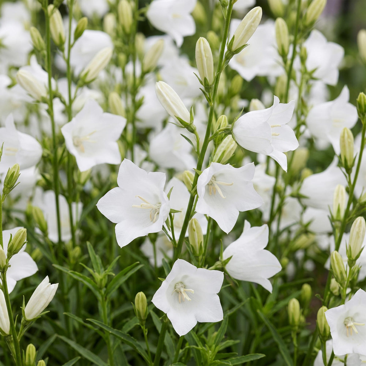 Pfirsichblättrige Glockenblume 'Alba' – Campanula persicifolia 'Alba' – Topf Ø11cm – Ansicht 5