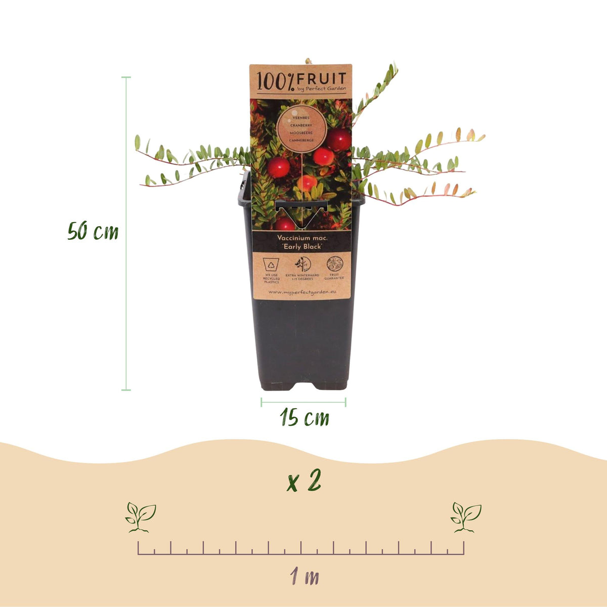 Green boutiQ - Fruit Plant - Vaccinium mac. Early Black - Cranberry - Winter Hardy - Blueberry - 2 Plants - Pot 15cm - Height 50cm 