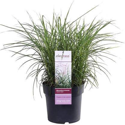 Chinaschilf - Miscanthus sinensis 'Ferner Osten' - Ø19cm ↕50cm - Ziergras mit roten Stängeln & rotbraunen Blüten - Winterhart & pflegeleicht 
