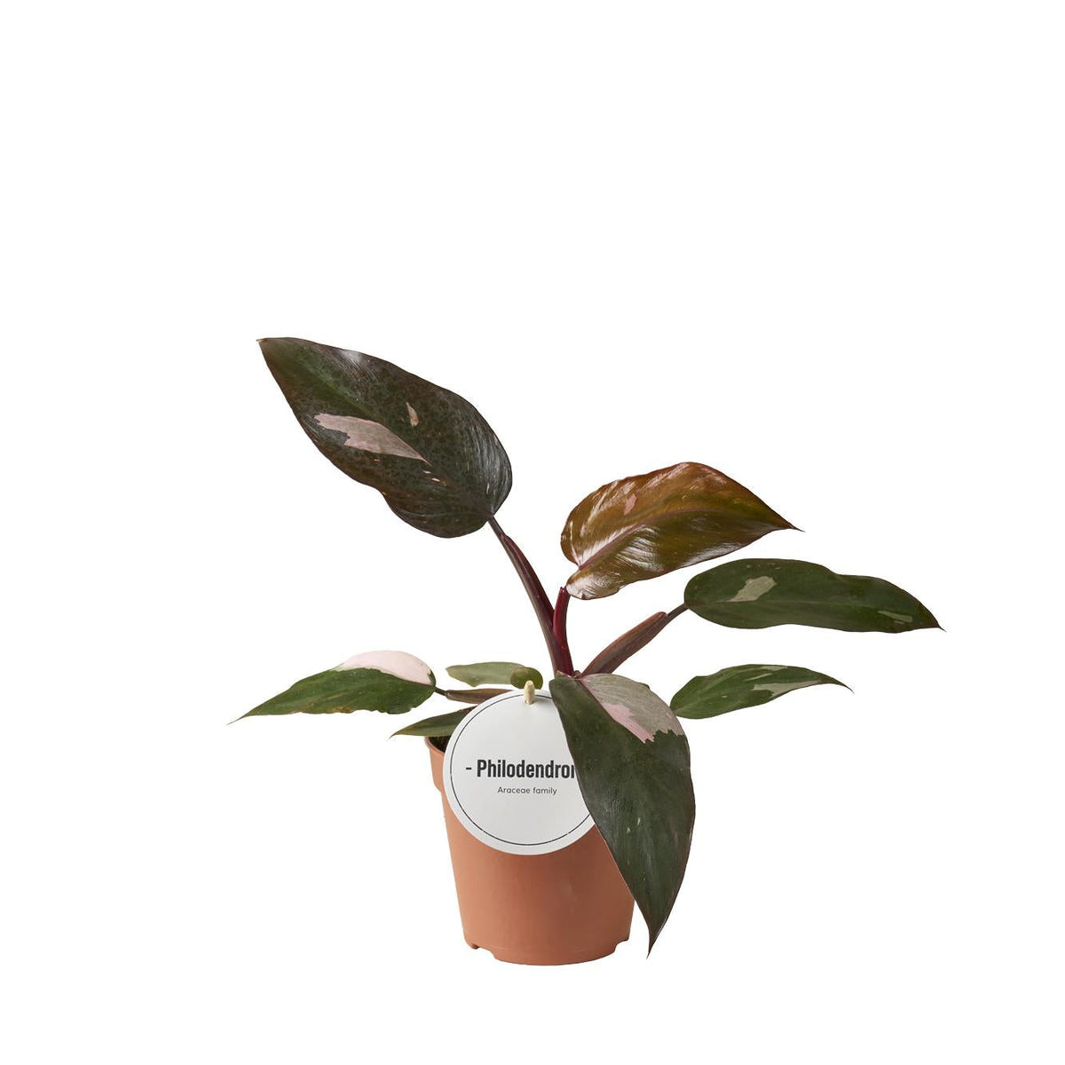 Baumfreud - Philodendron Burgundy Princess - Zimmerpflanze - Ø12cm - ↕25cm 