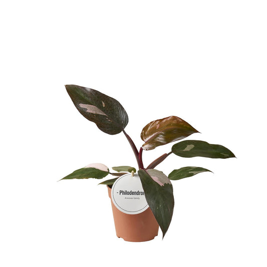 Baumfreud - Philodendron Burgundy Princess - Zimmerpflanze - Ø12cm - ↕25cm 