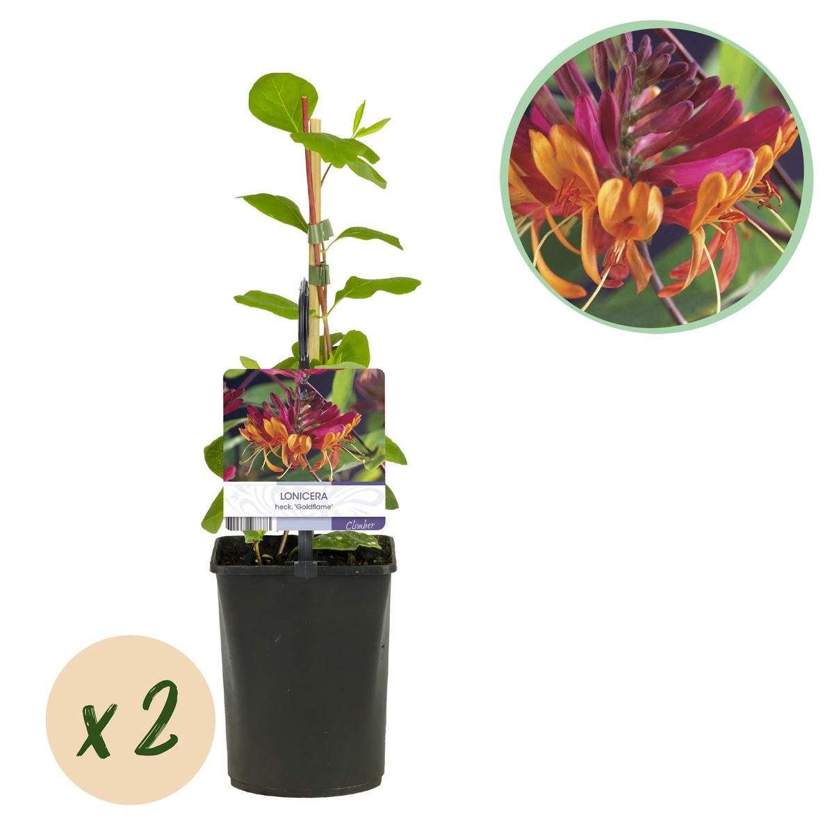 Geißblatt - Lonicera heckrottii Goldflame - Blüten Rosa mit Gelb - wenig Pflege - 2 Pflanzen - Topf 11cm Höhe 40cm 