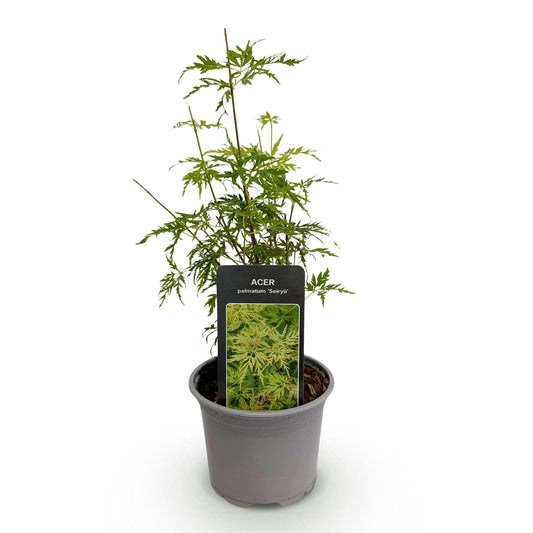 GreenboutiQ - Gartenpflanze - Acer palmatum Seiryu - Grün 1 Pflanze - Laubabwerfend - Wenig Pflege - Topf 12cm Höhe 35cm 