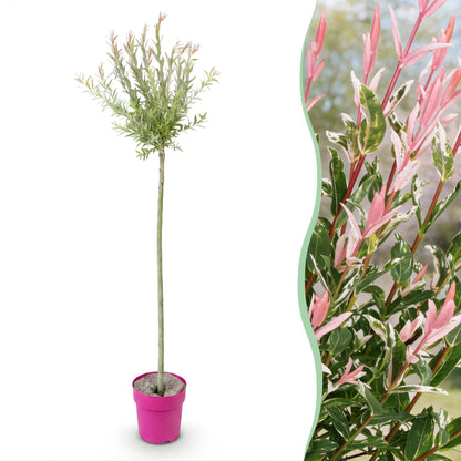 Flamingo-Weide – Salix 'Flamingo' – Topf Ø23cm – Höhe 140-160cm