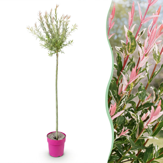Flamingo-Weide – Salix 'Flamingo' – Topf Ø23cm – Höhe 140-160cm
