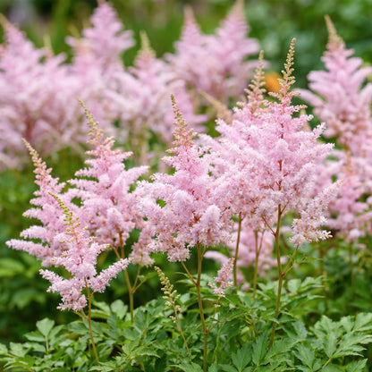 Prachtspiere 'Europa' – Astilbe japonica 'Europa' – Topf Ø11cm – Bienenfreundliche Staude für Garten & Balkon – Ansicht 5
