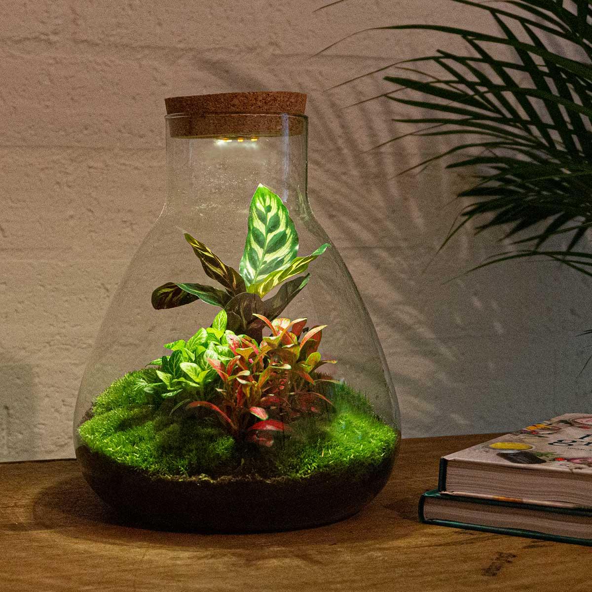 Flaschengarten Sam Calathea mit LED – DIY Bausatz Terrarium – ↕30cm – Do-It-Yourself Pflanzen-Set – Autarkes Mini-Ökosystem – Inkl. Calathea, Fittonia & Moos – Für Zuhause & Büro 
