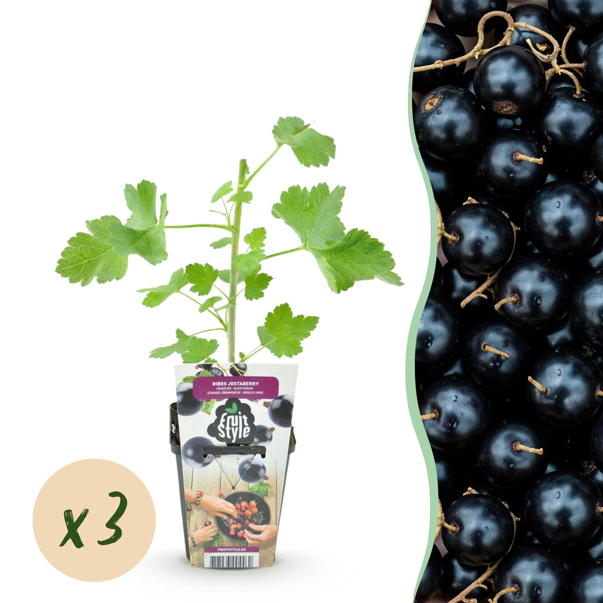 Jostabeere Ribes Josta winterhart 3 Pflanzen Ø9cm Höhe 30cm – Kreuzung aus Johannisbeere & Stachelbeere – Aromatische Beeren für Garten & Balkon 