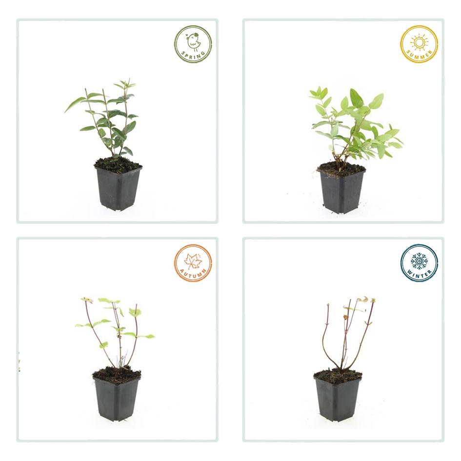 Johanniskraut Hypericum inodorum 'Rheingold' – ↕10-25cm – Ø9cm – 6 Pflanzen – Winterhart, Goldgelbes Laub & Bienenfreundlich 