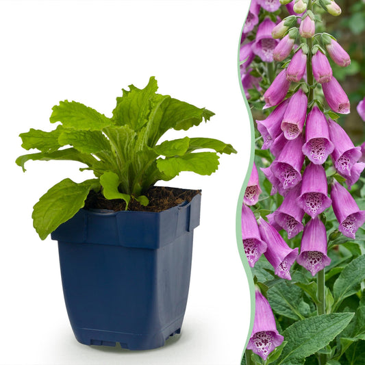 Fingerhut 'Dalmatian Purple' – Digitalis purpurea 'Dalmatian Purple' – 6 Pflanzen – Topf Ø11cm