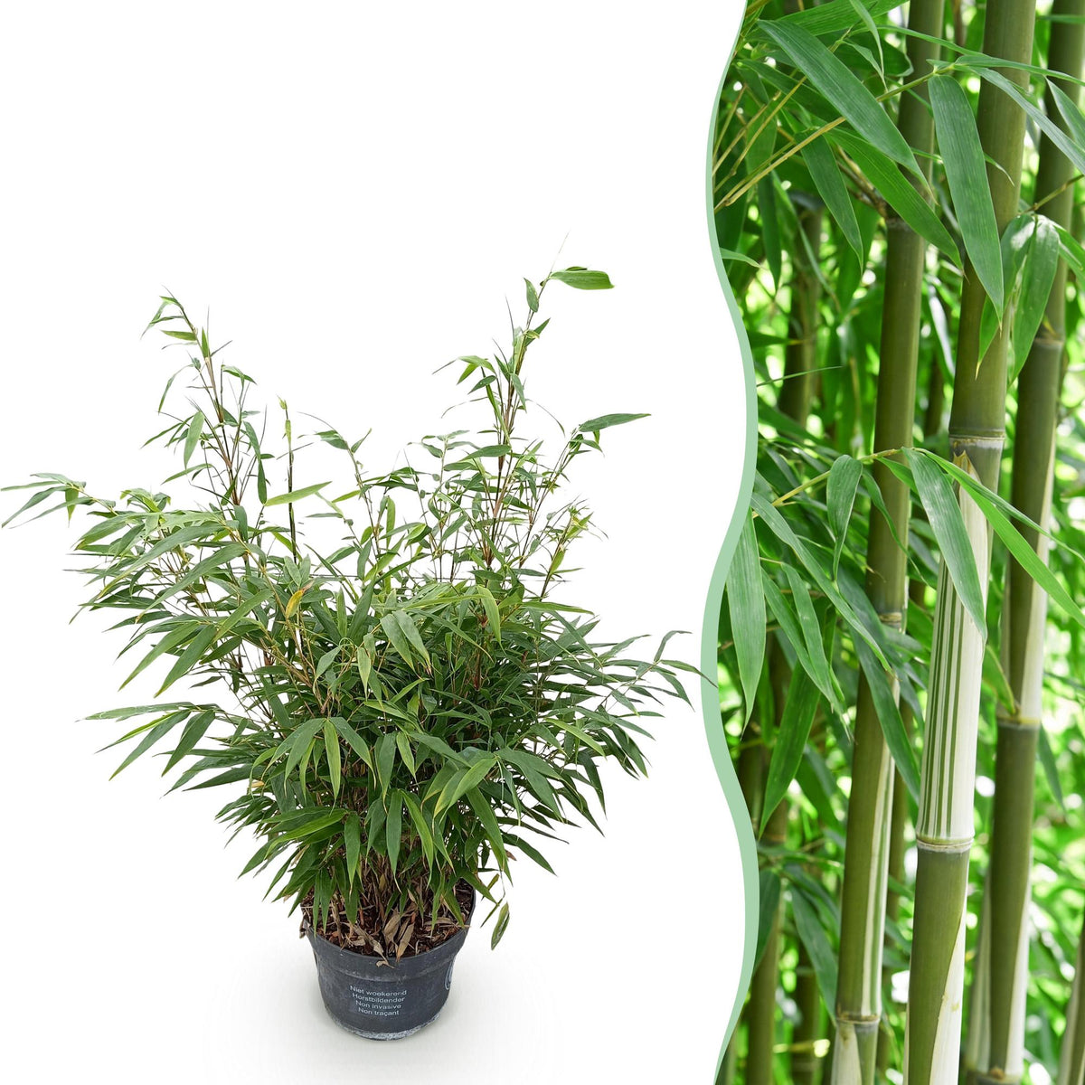Bambus Fargesia robusta Pingwu immergrüner nicht invasiver Gartenbambus grüne Sichtschutz Pflanzen, 14cm 35cm hoch 