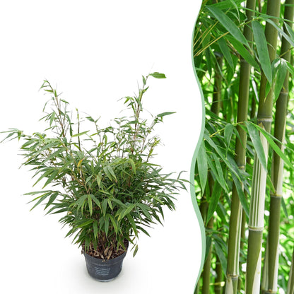 Bambus Fargesia robusta Pingwu immergrüner nicht invasiver Gartenbambus grüne Sichtschutz Pflanzen, 14cm 35cm hoch 