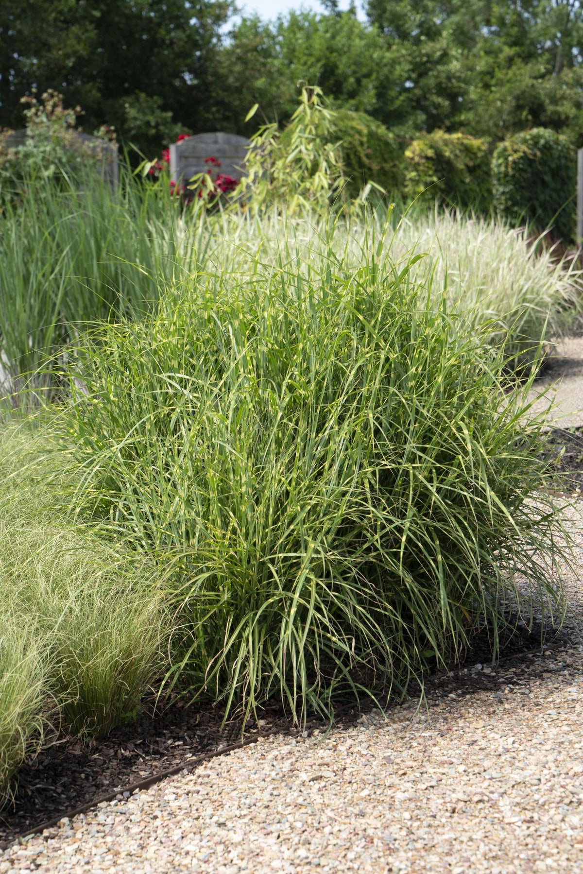 Stachelschweingras Miscanthus sinensis Strictus – Ziergras – Ø23cm – ↕60cm – Zebragras mit grün-gelben Querstreifen – Winterhart & pflegeleicht – Für Beet & Kübel 