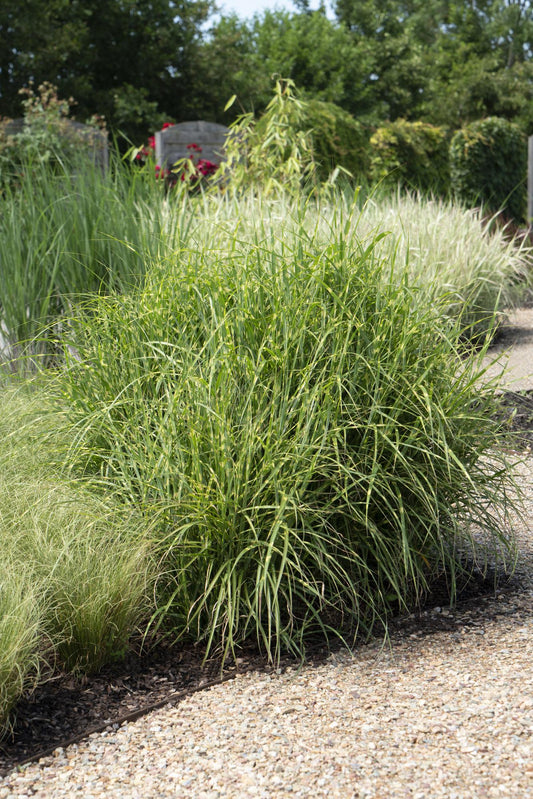 Stachelschweingras Miscanthus sinensis Strictus – Ziergras – Ø23cm – ↕60cm – Zebragras mit grün-gelben Querstreifen – Winterhart & pflegeleicht – Für Beet & Kübel 