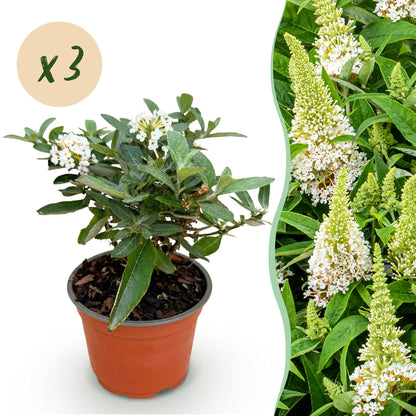 Green boutiQ - Gartenpflanze - Buddleja davidii Butterfly Candy Little White - Schmetterlingsstrauch - Kompakt - Weiß - 3 Pflanzen - Topf 12cm - Höhe 20-25cm 