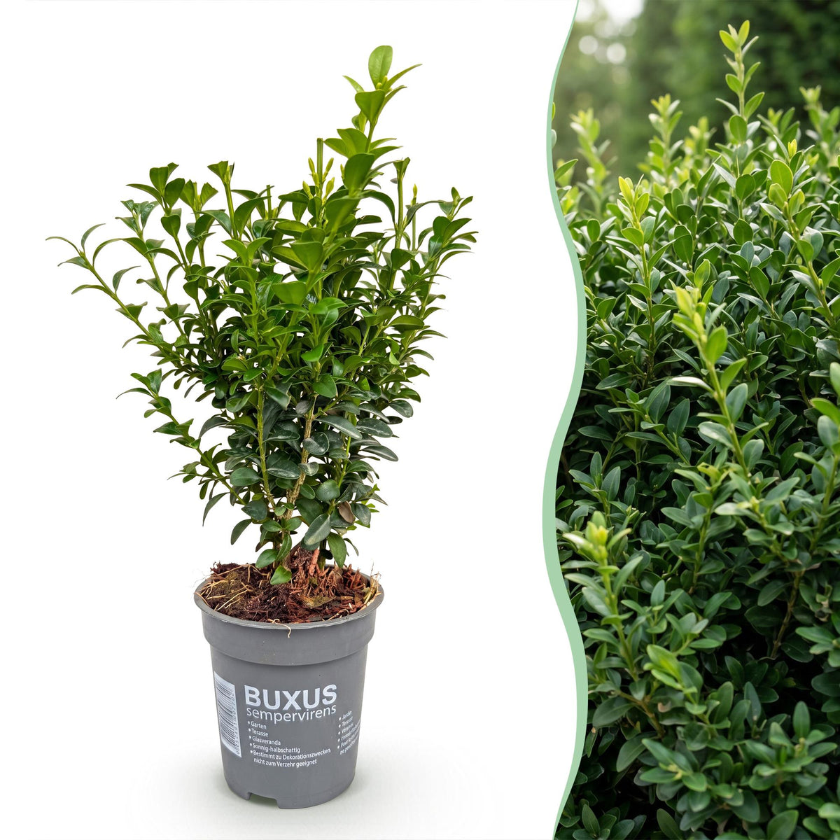 Buchsbaum – Buxus sempervirens – 16 Heckenpflanzen – Topf Ø9cm – Höhe 20-25cm – Winterhart & immergrün – Ansicht 3