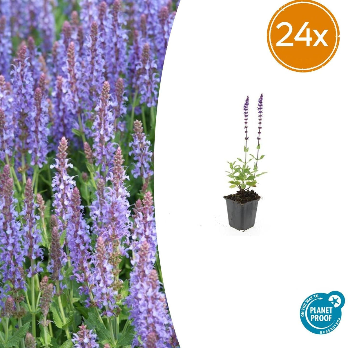 Blüten Salbei Salvia nemorosa Caradonna – ↕10-25cm – Ø9cm – Tiefviolett – Bienenfreundlich – Pflegeleicht – Ansicht 14