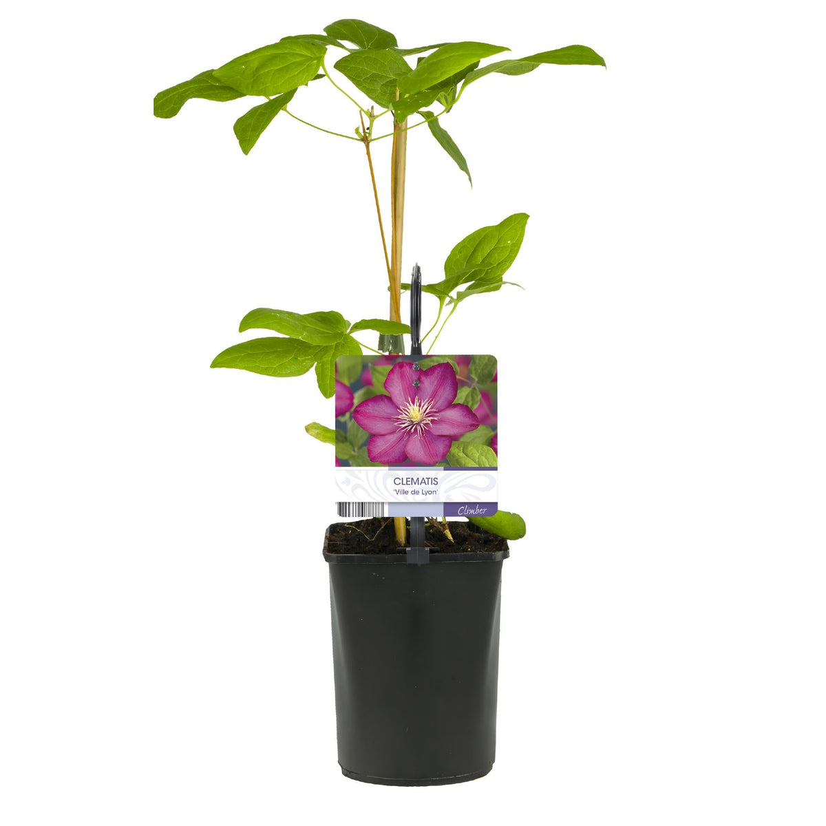 Kletterpflanze Clematis Ville de Lyon – Rosa Blüten – 2 Pflanzen – 11 cm x H40 cm – Winterhart & Pflegeleicht – Ideal für Garten, Balkon & Pergolen 