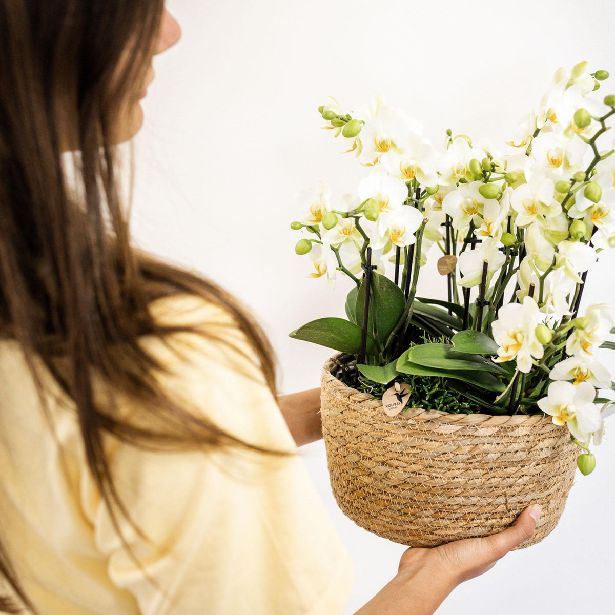 Phalaenopsis Orchidee Lausanne – Weiß – Ø12cm – 2–3 Zweige – Elegante Zimmerpflanze mit vielen Blüten – Für Wohnzimmer, Büro & Bad 